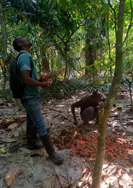 Suivi d'une parcelle de cacao en agroforesterie