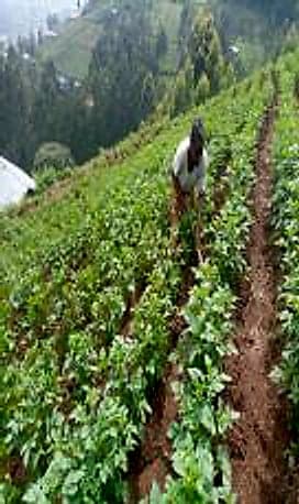 Cultures en courbes de niveau sur les collines